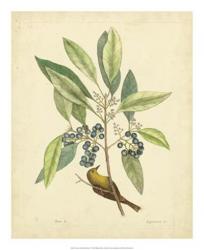 Catesby Bird & Botanical V | Obraz na stenu