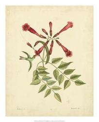 Catesby Bird & Botanical VI | Obraz na stenu