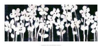 White Flowers on Black II | Obraz na stenu