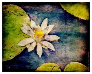 Kenilworth Lilies I | Obraz na stenu