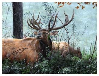 Elk Foraging | Obraz na stenu