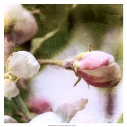 Apple Blossom | Obraz na stenu