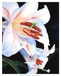 Summer's White Lily | Obraz na stenu