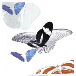 Butterfly Inflorescence I | Obraz na stenu
