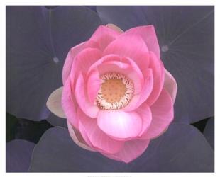 Blushing Lotus I | Obraz na stenu