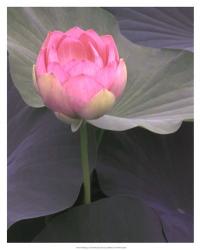 Blushing Lotus II | Obraz na stenu