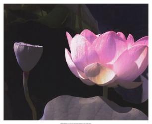 Blushing Lotus III | Obraz na stenu