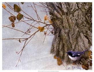 Late Snow Warbler | Obraz na stenu