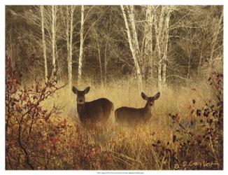 Foggy Deer | Obraz na stenu