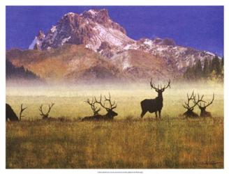 Bull Elk | Obraz na stenu