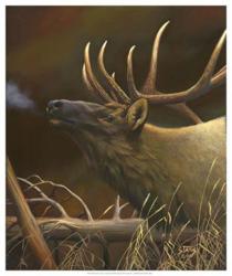 Elk Portrait I | Obraz na stenu