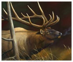 Elk Portrait II | Obraz na stenu