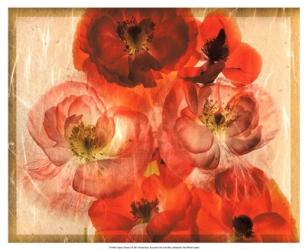 Papaver Dreams I | Obraz na stenu