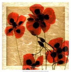 Greek Poppies IV | Obraz na stenu