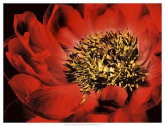 Red Peony I | Obraz na stenu