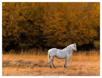 White Horse | Obraz na stenu