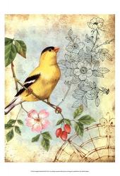 Songbird Sketchbook III | Obraz na stenu
