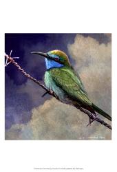 Bee Eater | Obraz na stenu