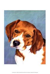 Dog Portrait-Beagle | Obraz na stenu