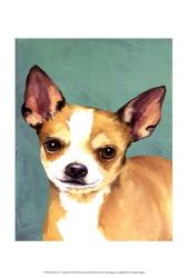 Dog Portrait-Chihuahua | Obraz na stenu