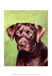Dog Portrait-Chocolate | Obraz na stenu