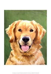 Dog Portrait-Golden | Obraz na stenu