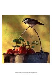 Apples & Chickadee | Obraz na stenu