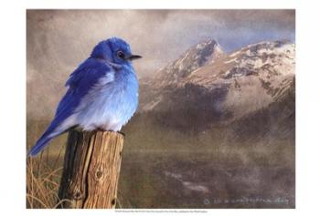 Mountain Blue Bird | Obraz na stenu