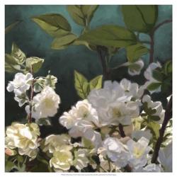 White Roses I | Obraz na stenu
