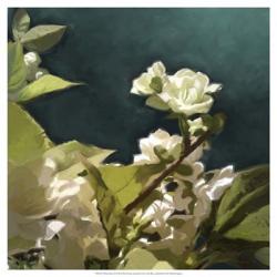 White Roses II | Obraz na stenu