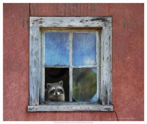Raccoon Window | Obraz na stenu