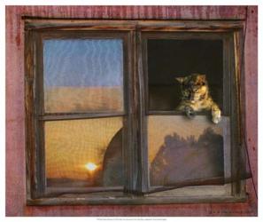 Kitten Window | Obraz na stenu