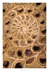 Ammonite I | Obraz na stenu