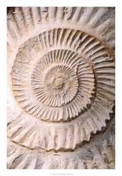 Ammonite II | Obraz na stenu