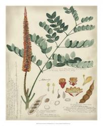 Botanical by Descube II | Obraz na stenu