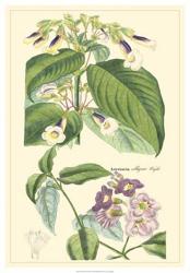 Dietrich Botanical II | Obraz na stenu
