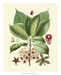 Botanical Glory I | Obraz na stenu
