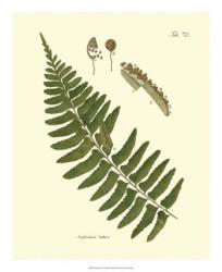 Antique Fern V | Obraz na stenu