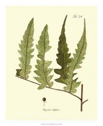 Antique Fern VII | Obraz na stenu