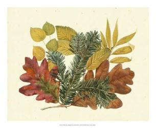 White Oak, Balsam Fir & Yellow Birch | Obraz na stenu