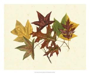 Tulip Tree, Sweet Gum & Scarlet Oak | Obraz na stenu