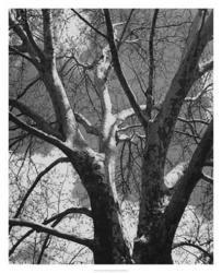 Classic Birch II | Obraz na stenu
