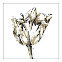 Tulip Sketch I | Obraz na stenu