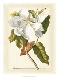 Magnificent Magnolias I | Obraz na stenu