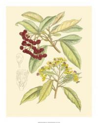 Berries & Blossoms I | Obraz na stenu