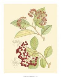 Berries & Blossoms II | Obraz na stenu
