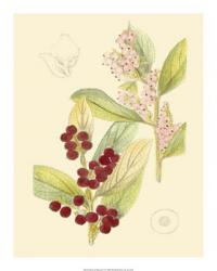 Berries & Blossoms VI | Obraz na stenu