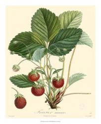Bessa Strawberries | Obraz na stenu