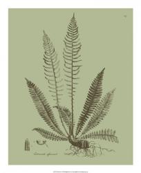 Fresh Ferns I | Obraz na stenu