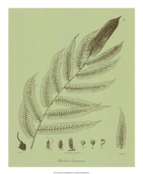 Fresh Ferns III | Obraz na stenu